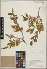 Foto von Salix hastata L. x Salix reptans Rupr.